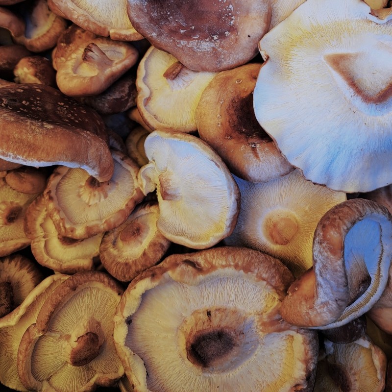 CHAMPIGNONS SHIITAKE - Gfellerbio