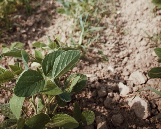 légumineuses Wäberhof